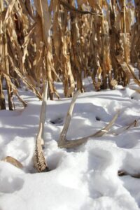 Find the high-carbohydrate food in the winter and you will find the deer. 