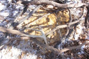 There are ways of helping the deer drop their antler right where you can easily find them. Putting feed in a brushpile is effective. 