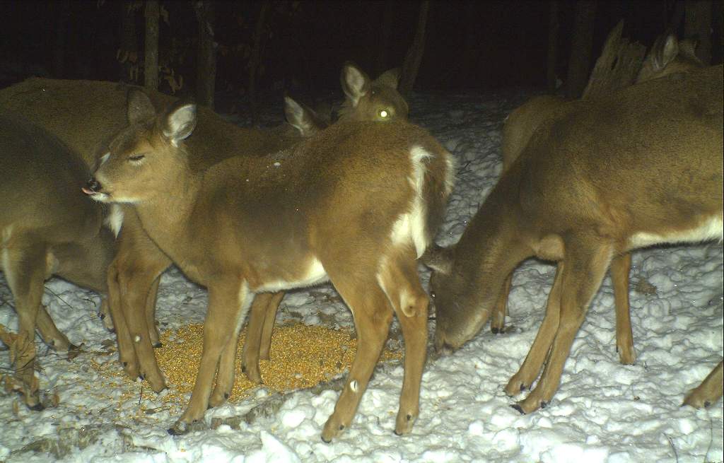 Is there value or harm in winter deer feeding?