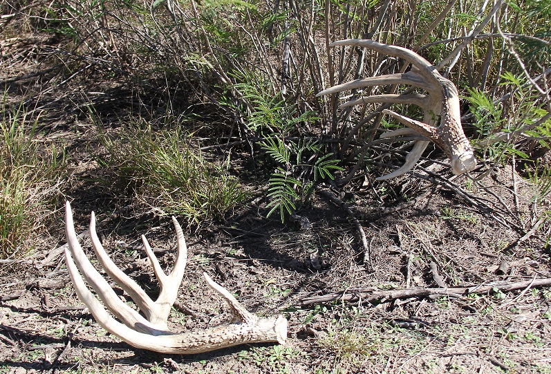 6 Tips for finding more shed antlers