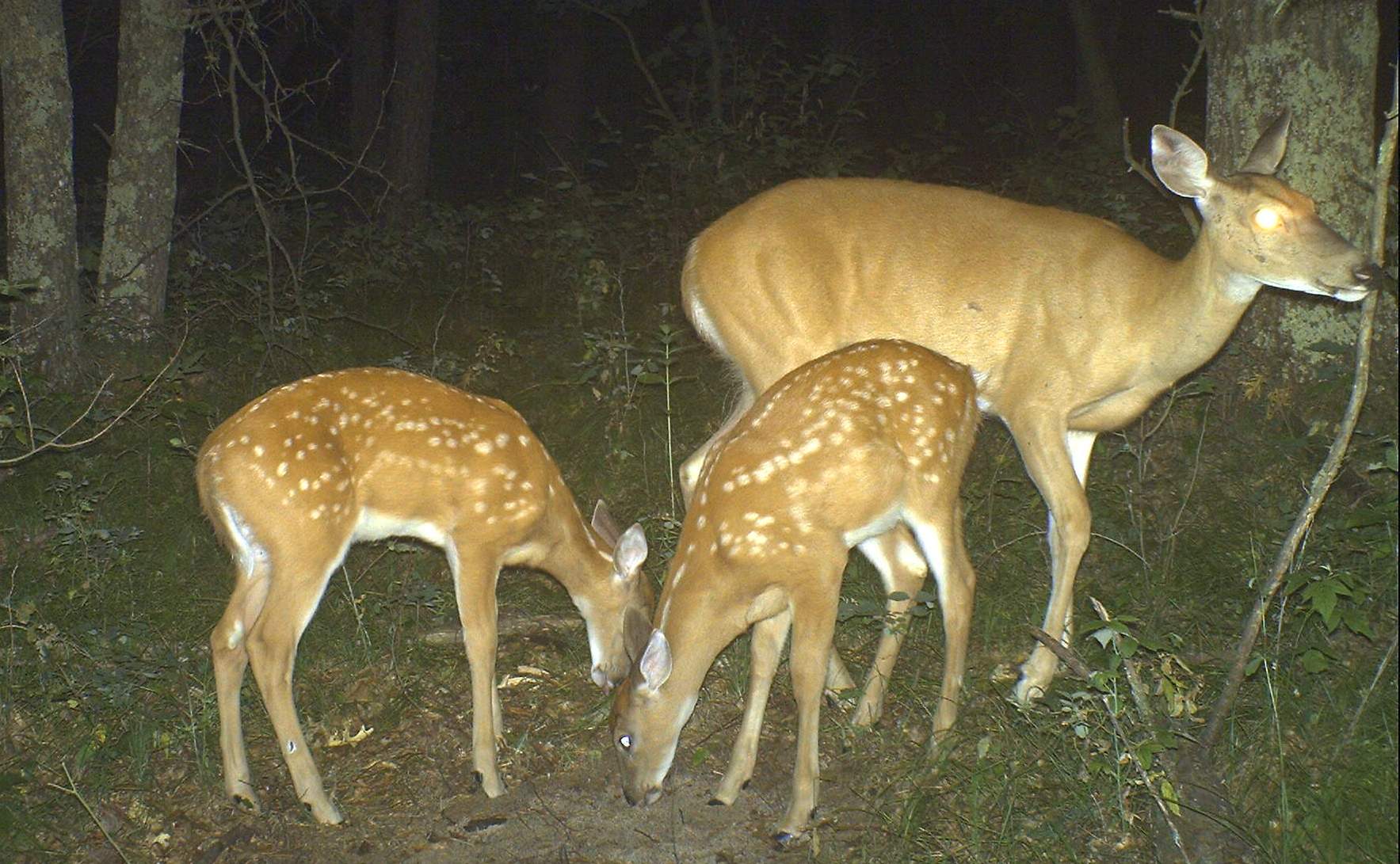 Facts And Myths About Deer Fawns Bucks Bulls Bears