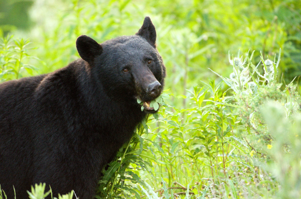 Black Bear Hunting (and eating)